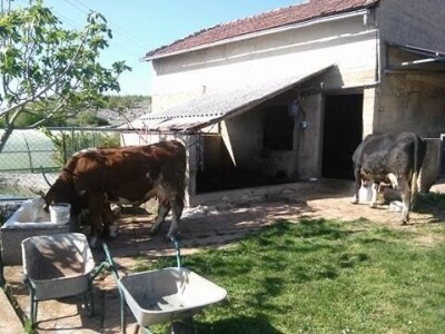 Na imanju su i krave koje slobodno pasu