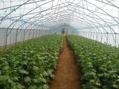 Plastenik krastavaca s 1600 sadnica