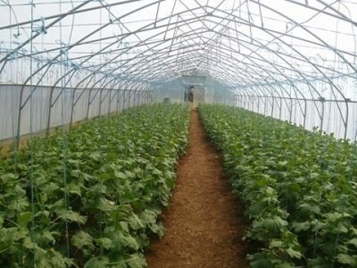 Plastenik krastavaca s 1600 sadnica