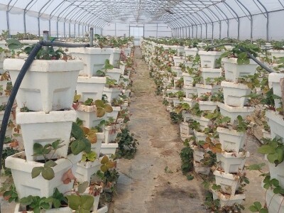 Dan organske proizvodnje Republike Srpske Dan organske proizvodnje Republike Srpske