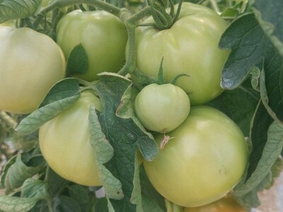 Dan organske proizvodnje Republike Srpske Dan organske proizvodnje Republike Srpske