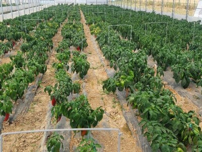 Dan organske proizvodnje Republike Srpske Dan organske proizvodnje Republike Srpske