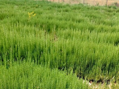 Dan organske proizvodnje RS u Ljubinju