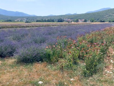 Dan organske proizvodnje RS u Ljubinju