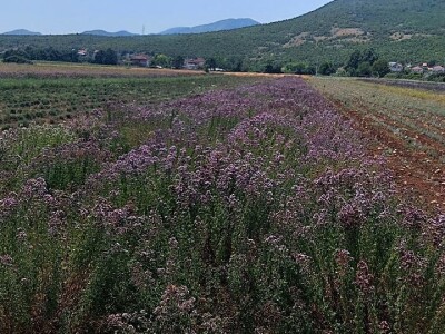 Dan organske proizvodnje RS u Ljubinju