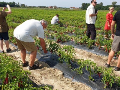 Dan paprike - Šafram