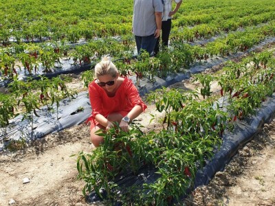 Dan paprike - Šafram