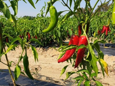 Dan paprike - Šafram