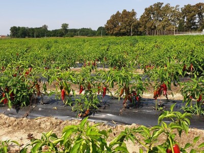 Dan paprike - Šafram