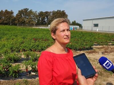 Dan paprike - Šafram