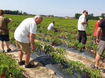 Dan paprike - Šafram