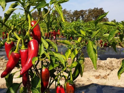 Dan paprike - Šafram