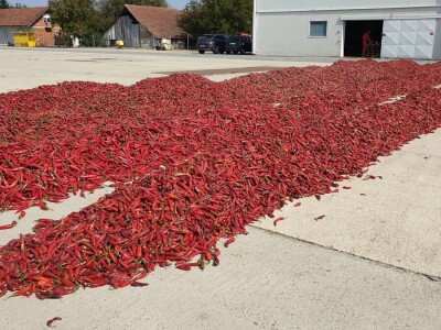 Dan paprike - Šafram