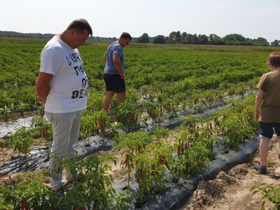 Dan paprike - Šafram