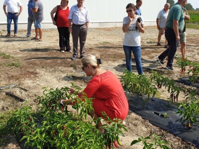 Dan paprike - Šafram