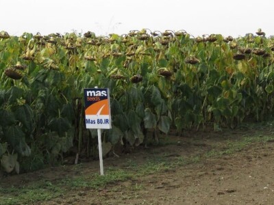 Dan polja Axereal Croatia