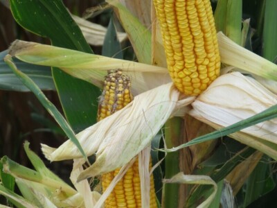 Dan polja Axereal Croatia