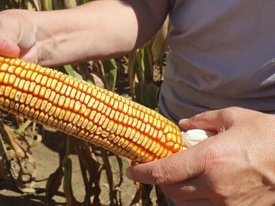 Dan polja BC hibrida kukuruza i suncokreta te sorti soje