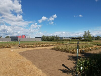 Dan polja BC hibrida kukuruza i suncokreta te sorti soje