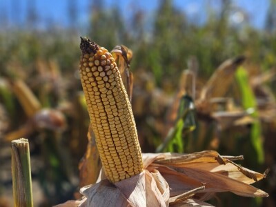 Dan polja BC hibrida kukuruza i suncokreta te sorti soje