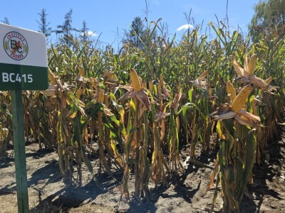 Dan polja BC hibrida kukuruza i suncokreta te sorti soje