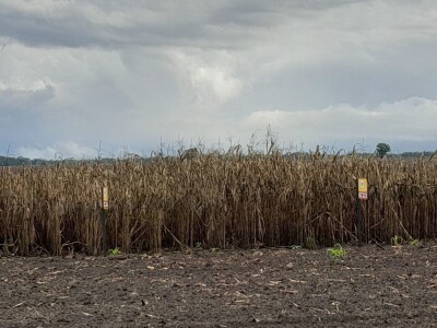 Dan polja BC hibrida kukuruza u Lovasu Dan polja BC hibrida kukuruza u Lovasu
