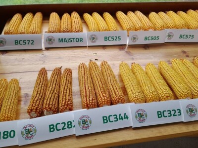 Dan polja BC hibrida kukuruza u Lovasu Dan polja BC hibrida kukuruza u Lovasu