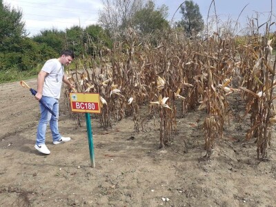 Dan polja BC kukuruza i sorata soje