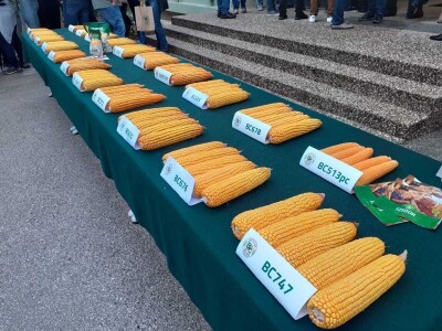 Dan polja BC kukuruza i sorata soje