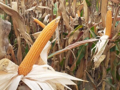 Dan polja BC kukuruza i sorata soje