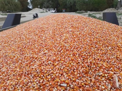 Dan polja BC kukuruza i sorata soje