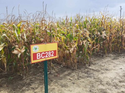 Dan polja BC kukuruza i sorata soje