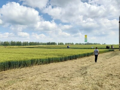 Dan polja BC strnih žitarica u Lovasu