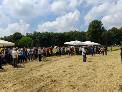 Dan polja BC strnih žitarica u Lovasu