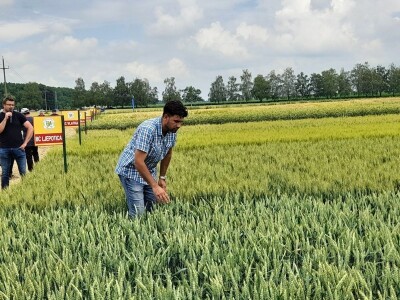 Dan polja BC strnih žitarica u Lovasu