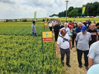 Dan polja BC strnih žitarica u Lovasu