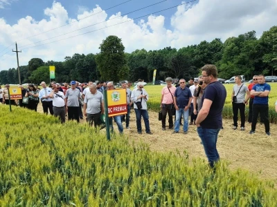 Dan polja BC strnih žitarica u Lovasu