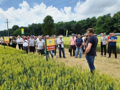 Dan polja BC strnih žitarica u Lovasu