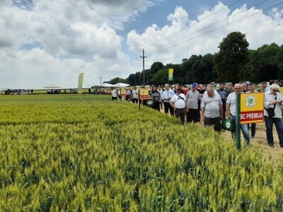Dan polja BC strnih žitarica u Lovasu