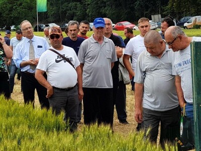 Dan polja BC strnih žitarica u Lovasu