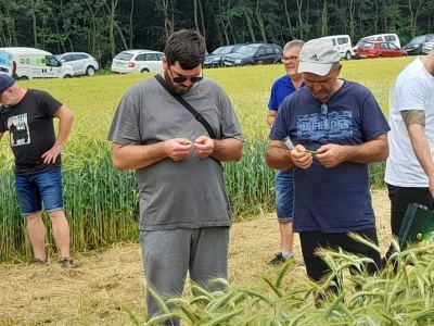 Dan polja BC strnih žitarica u Lovasu