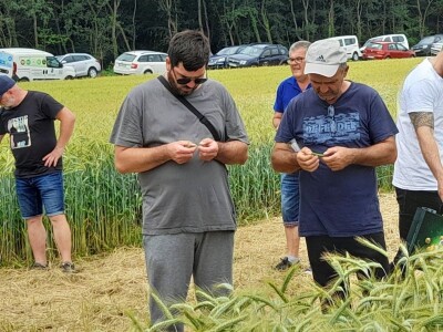 Dan polja BC strnih žitarica u Lovasu