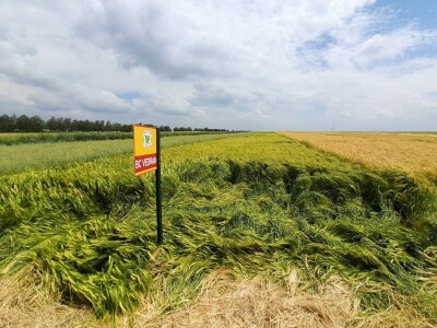 Dan polja BC strnih žitarica u Lovasu