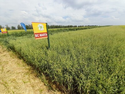 Dan polja BC strnih žitarica u Lovasu