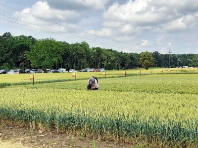 Dan polja BC strnih žitarica u Lovasu