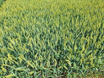 Dan polja BC strnih žitarica u Lovasu