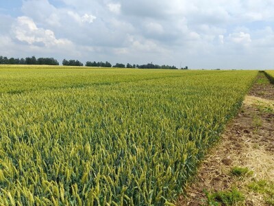 Dan polja BC strnih žitarica u Lovasu