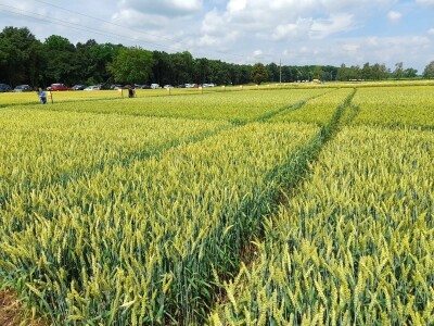 Dan polja BC strnih žitarica u Lovasu