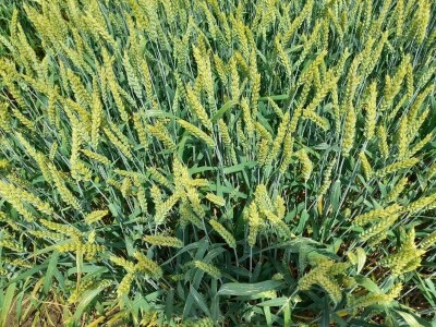 Dan polja BC strnih žitarica u Lovasu