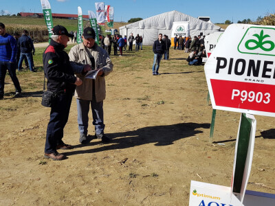 Dan polja Pioneer Križevci